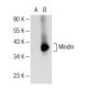 Mindin Antibody (A-10) - Western Blotting - Image 113871