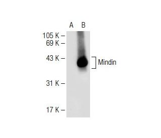 Mindin Antibody (A-9) - Western Blotting - Image 113869
