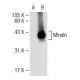 Mindin Antibody (A-9) - Western Blotting - Image 113869
