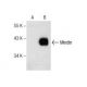 Mindin Antibody (D-4) - Western Blotting - Image 156419