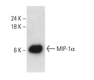 MIP-1α Antibody (D-3) - Western Blotting - Image 404247