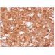 MIP-1α Antibody (D-3) - Immunohistochemistry - Image 284834 