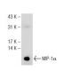 MIP-1α Antibody (D-3) - Western Blotting - Image 126300 