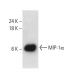 MIP-1α Antibody (D-3) - Western Blotting - Image 404247