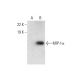 MIP-1α Antibody (E-2) - Western Blotting - Image 299210 