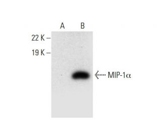 MIP-1&alpha; Antibody (F-8) - Western Blotting - Image 299266 