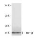 MIP-1β Antibody (3H3) - Western Blotting - Image 136765