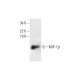 MIP-1β Antibody (B-7) - Western Blotting - Image 295861 