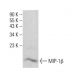 MIP-1β Antibody (B-7) - Western Blotting - Image 385256