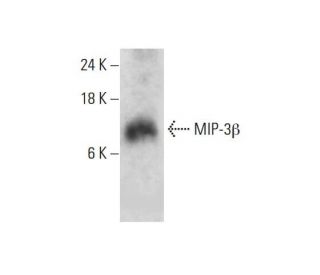 MIP-3Î2 Antibody (500-M29): sc-65367