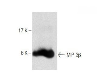 MIP-3&beta; Antibody (ZZ22) - Western Blotting - Image 284474 