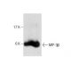 MIP-3β Antibody (ZZ22) - Western Blotting - Image 284474 