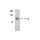 MIP-3β Antibody (ZZ22) - Western Blotting - Image 384289