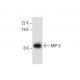 MIP-5 Antibody (A-12) - Western Blotting - Image 300571