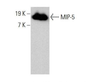 MIP-5 Antibody (A-12) - Western Blotting - Image 375576 