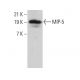 MIP-5 Antibody (A-12) - Western Blotting - Image 375575 