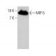 MIP-5 Antibody (A-12) - Western Blotting - Image 375576 