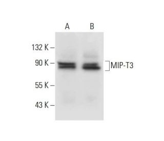 MIP-T3 Antibody (F-1) - Western Blotting - Image 297975 