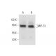 MIP-T3 Antibody (F-1) - Western Blotting - Image 297975 