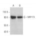 MIP-T3 Antibody (F-1) - Western Blotting - Image 367601 
