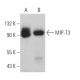 MIP-T3 Antibody (F-1) - Western Blotting - Image 367641