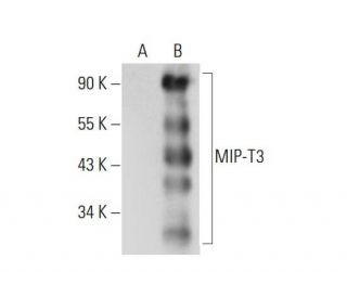 MIP-T3 Antibody (F-12) - Western Blotting - Image 72446 