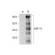 MIP-T3 Antibody (F-12) - Western Blotting - Image 72446 