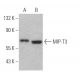 MIP-T3 Antibody (F-12) - Western Blotting - Image 367599 