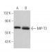 MIP-T3 Antibody (F-12) - Western Blotting - Image 367640