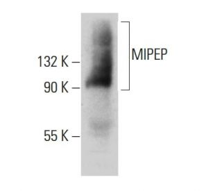 MIPEP Antibody (166CT22.3.7) - Western Blotting - Image 385134