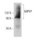 MIPEP Antibody (166CT22.3.7) - Western Blotting - Image 385134