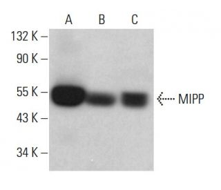 MIPP Antibody (A-4) - Western Blotting - Image 376559 