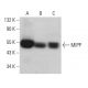 MIPP Antibody (A-4) - Western Blotting - Image 376559 