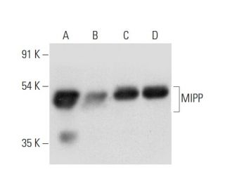 MIPP Antibody (A-8) - Western Blotting - Image 318374 