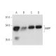 MIPP Antibody (A-8) - Western Blotting - Image 318374 