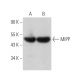 MIPP Antibody (A-8) - Western Blotting - Image 372904