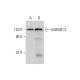 MIRAB13 Antibody (F-3) - Western Blotting - Image 304345 