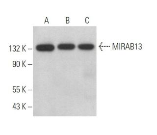 MIRAB13 Antibody (F-3) - Western Blotting - Image 371937 