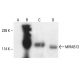 MIRAB13 Antibody (F-3) - Western Blotting - Image 404614