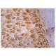 MiRP1 Antibody (H-4) - Immunohistochemistry - Image 158205 