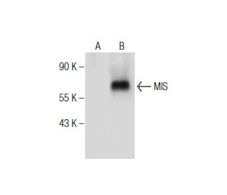 MIS Antibody (A-9) - Western Blotting - Image 281843