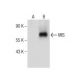 MIS Antibody (A-9) - Western Blotting - Image 281843