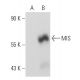 MIS Antibody (B-11) - Western Blotting - Image 108842