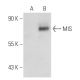 MIS Antibody (B-11) - Western Blotting - Image 109914 