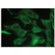 MIS Antibody (B-9) - Immunofluorescence - Image 149271 