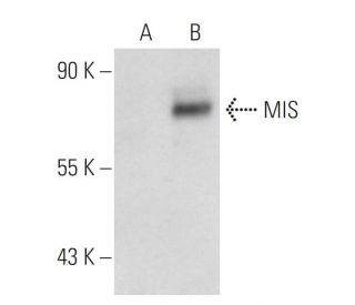western blotting image from recommended MIS (B-11) monoclonal antibody replacement. Image 109914