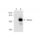 Misato Antibody (E-10) - Western Blotting - Image 289670 