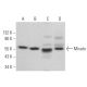 Misato Antibody (E-10) - Western Blotting - Image 371869 