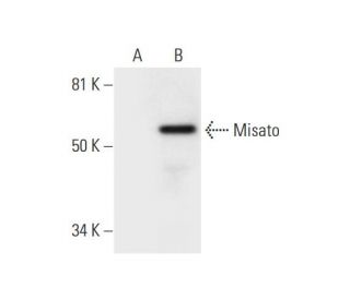 Misato Antibody (F-8) - Western Blotting - Image 295727