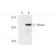 Misato Antibody (F-8) - Western Blotting - Image 295727